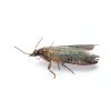 Dr Killigans Moth Traps Closet Protection Organic Pheromones-3